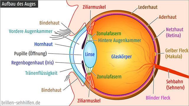 Auge Aufbau