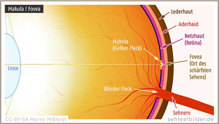 Auge: Netzhaut: Makula: Fovea
