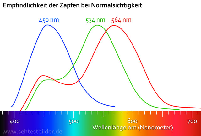 Zapfen für Blau, Grün und Rot: Relative Lichtempfindlichkeit bei Normalsichtigen
